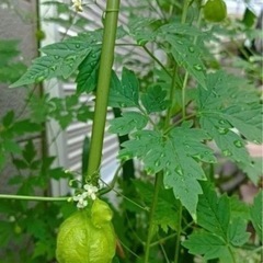 フウセンカズラの種　30粒