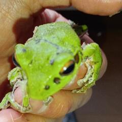 森青蛙（モリアオガエル）