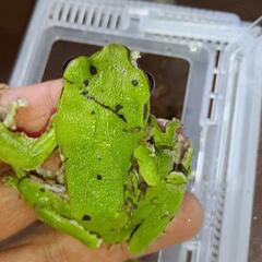 森青蛙（モリアオガエル）の画像