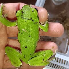 森青蛙（モリアオガエル）の画像