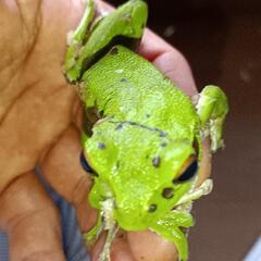 森青蛙（モリアオガエル）の画像