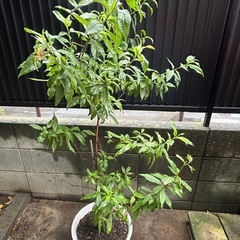 ネクタリンの木　陶器の植木鉢付き　高さ約150cm
