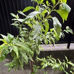 ネクタリンの木　陶器の植木鉢付き　高さ約150cm
の画像