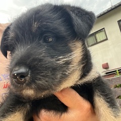 💕かわいい仔犬💕ブリーダー直販