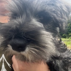 💕かわいい仔犬💕ブリーダー直販 - 京都郡