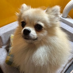 💕かわいい仔犬💕ブリーダー直販 − 福岡県