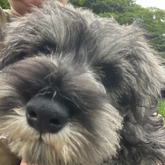 💕かわいい仔犬💕ブリーダー直販 - ペット
