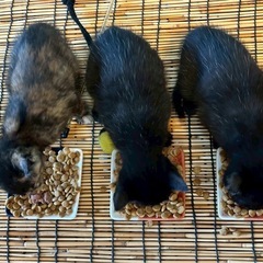 5月16日生まれの、子猫達です^_^