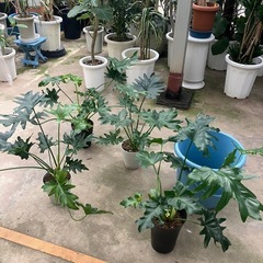 セローム 残5位^^;の画像