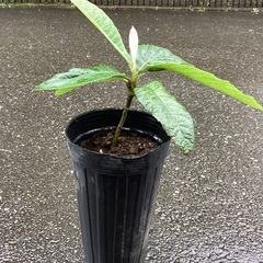 びわの苗