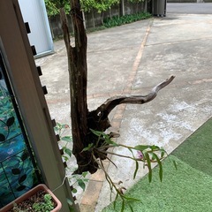 セッコク