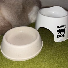 ELMO 子猫用ドライフード 400g、猫用フードボウル 2個　すべて取るの画像