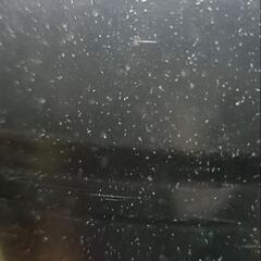 『お相手決まりました！』淡水ワムシの画像