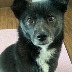 【ミルク♀】幼犬里親募集! 