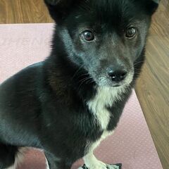 【ミルク♀】幼犬里親募集!  − 北海道