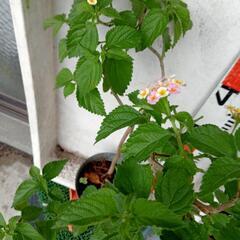 ガーデニング ランタナ 70cm ほどの画像