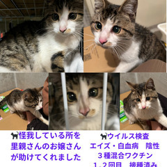 キジ白くん − 長崎県