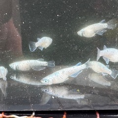 メダカ　レックウザ１ペア