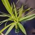 ランキングキーワードに紐づく投稿画像-観葉植物