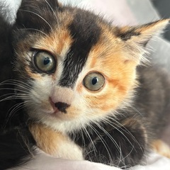 【2ヶ月】mixの三毛猫
