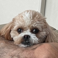 トイプードル シーズーミックス