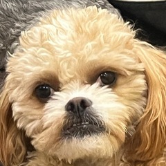 トイプードル シーズーミックス - 犬