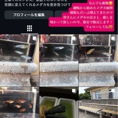 宮古島メダカ販売