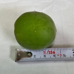南高梅