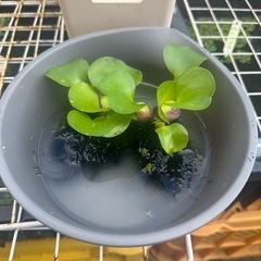 メダカ ホテイアオイ  2株