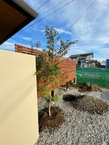 イロハもみじ　単幹