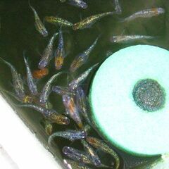 めだか-3色体外光、多色ラメ