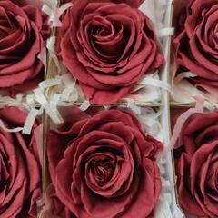 プリザーブドフラワー　大輪　薔薇　クランベリーの画像