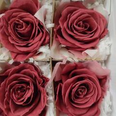 プリザーブドフラワー　大輪　薔薇　クランベリーの画像
