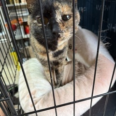 幸せを運ぶサビ猫ちゃん（去勢手術済）女の子