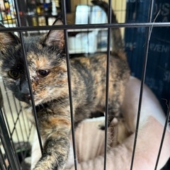 幸せを運ぶサビ猫ちゃん（去勢手術済）女の子 - 加古川市