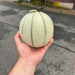 マルセイユメロン
の画像