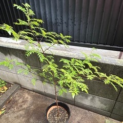 山椒の木　高さ約120cm 