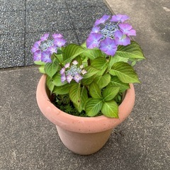 アジサイ　鉢植えの画像