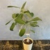 ランキングキーワードに紐づく投稿画像-観葉植物