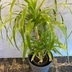 ランキングキーワードに紐づく投稿画像-観葉植物