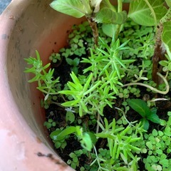 アジサイ　鉢植えの画像
