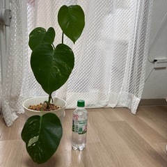 【観葉植物】斑入りモンステラ①