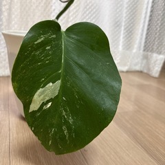 【観葉植物】斑入りモンステラ①の画像