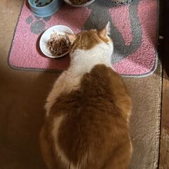 愛情を与えて下さる方に… - 猫
