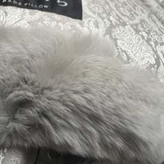 レッキス掛カバーSL150x210SN5.CL品番 CSNREXCO-LGY-Sの画像