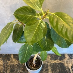 観葉植物