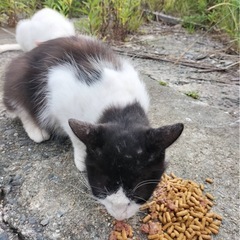黒白 野良ちゃん − 山口県