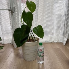 【観葉植物】斑入りモンステラ②