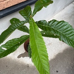 枇杷の木　高さ約50cm 地植えしたら、直ぐに大木になる　葉っぱが薬用可能
の画像