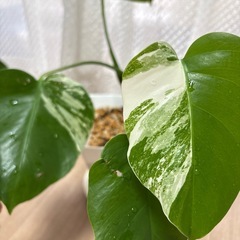 【観葉植物】斑入りモンステラ④の画像